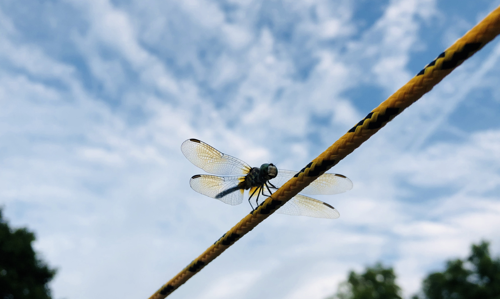Hussagram: Follow this dragonfly to Future Fest!